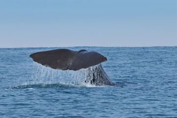 Naklejka premium Sperm Whale tail. Picture taken from whale watching cruise in Kaikura, New Zealand