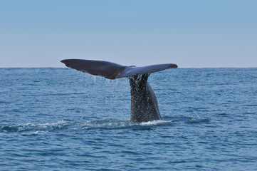 Naklejka premium Sperm Whale tail. Picture taken from whale watching cruise in Kaikura, New Zealand