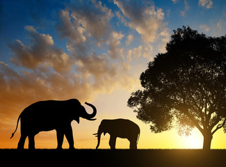 Fototapeta na wymiar Silhouette elephants in the sunset