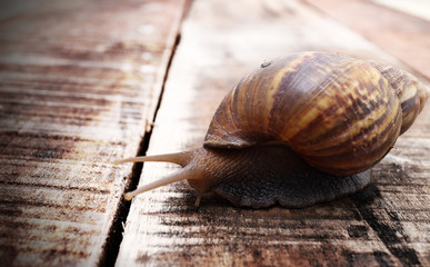 snail on the table
