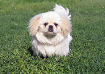 Beige puppy of breed pekingese sitting on spring lawn