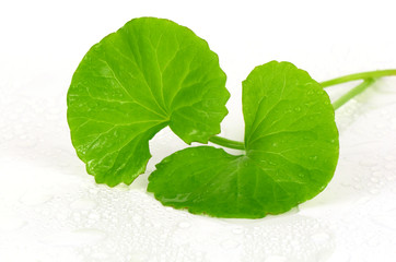 Indian pennywort (Centella asiatica (L.) Urban.) brain tonic herb.