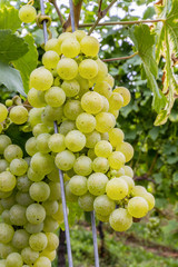 Weintrauben Weisser Burgunder