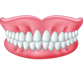 Cartoon model of teeth isolated on white background
