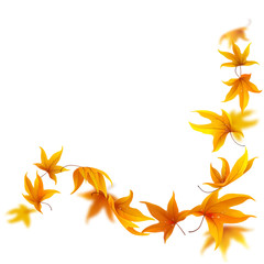 Naklejka na ściany i meble Falling autumn maple leaves on white background