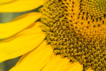 Ay&ccedil;i&ccedil;ekleri