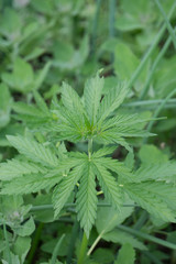 Cannabis plant