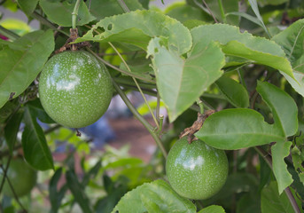  passion fruit