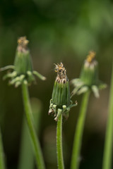 closed dandelion bud ,on green blurry background
