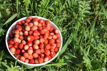 Ripe red wild strawberry in a plate in a grass in the wood