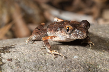 Naklejka premium frog in natural habitat