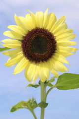 ヒマワリ　バレンタイン