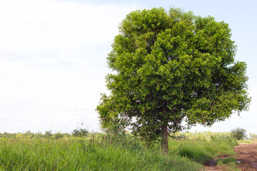 Tree canopy dirt road