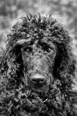 Black poodle portrait.