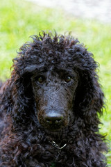 Black poodle portrait.