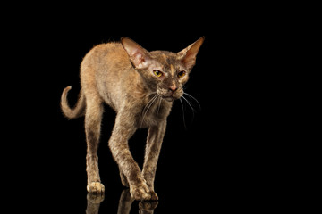 Peterbald Sphynx Cat Walking on Black Mirror