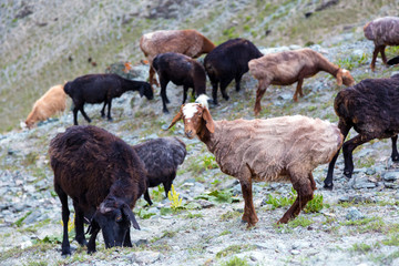 Mountain lands and flock of sheep.
Highland valley white dusty trail many sheep pasturing around blue luminous lakes on background