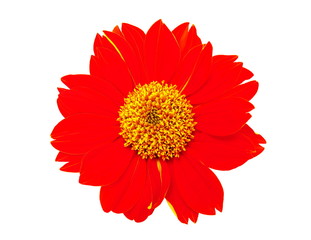 Close-up of an orange flower isolated on white background.