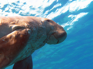 dugong known as sea cow in tropical sea, underwater