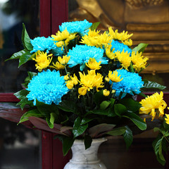 beautiful blue flower and yellow aster  flower