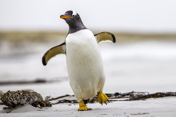 Gentoo Penguin (Pygoscelis Papua) zu Fuß mit ausgebreiteten Flügeln. Fal