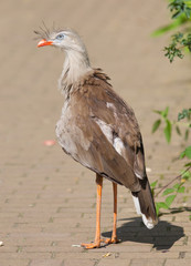 Red-legged seriema or crested cariama (Cariama cristata)