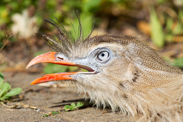 Red-legged seriema or crested cariama (Cariama cristata)