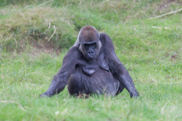 Adult gorilla resting