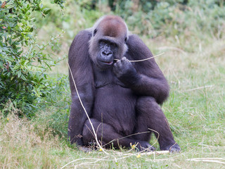 Adult gorilla resting