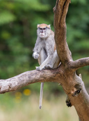 Patas monkey (Erythrocebus patas