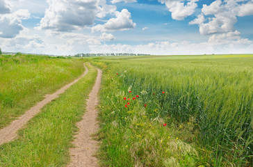 Fototapeta na wymiar field, country road and a blue sky