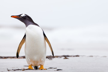 Gentoo Penguin (Pygoscelis papua) standing on a white sand beach