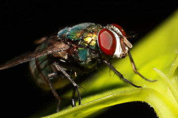 close up fly
