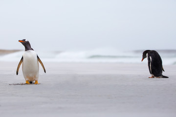 Gentoo Penguins on the beach with surf in background.