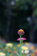 Zinnia