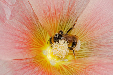 Bumblebee, covered with pollen, in the flower of a pink Hollyhock