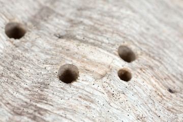 Hatching holes after Anobium rufipes