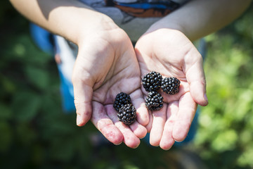 Primary school boy holding several gathered blackberries in his sunlit hands