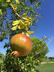 grenade fruit