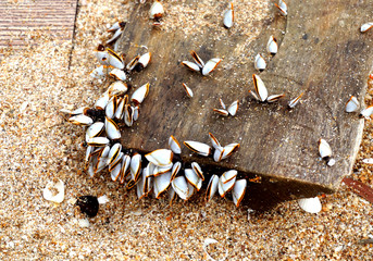 Plankton on old timber.