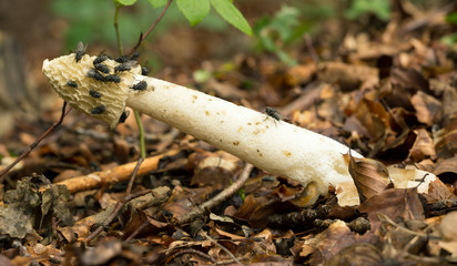 Common stinkhorn, Phallus impudicus with flies