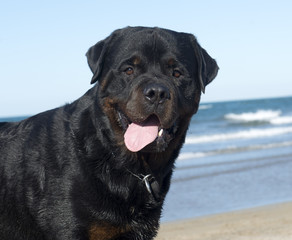 Obraz premium rottweiler on the beach