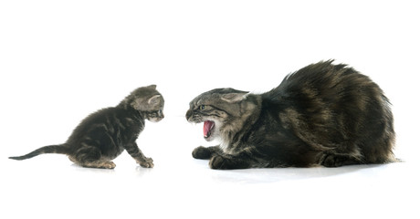tabby kitten and cat