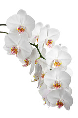 Fototapeta na wymiar White flowers orchids