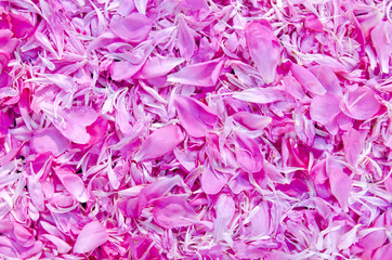 summer peony pink petal background