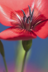 Obraz na płótnie Canvas Flax (Linum grandiflorum) flower