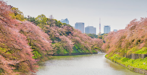 Sakura blossom at Kitanomaru Garden, Tokyo, Japan