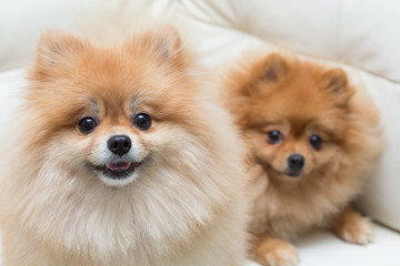 puppy pomeranian dog cute pets sitting on white sofa furniture