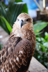 eagle