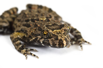 Fototapeta premium Tusked Frog closeup